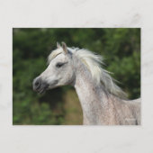 Bob Langrish | Grauer arabischer Headshot Postkarte (Vorderseite)