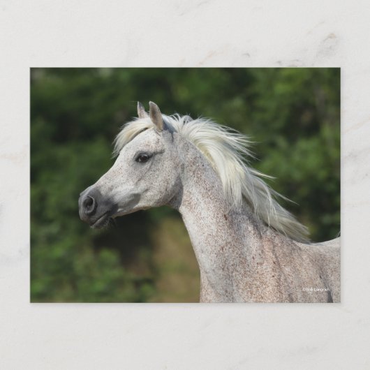 Bob Langrish | Grauer arabischer Headshot Postkarte (Vorderseite)