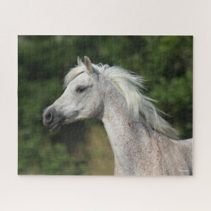 Bob Langrish Grauer arabischer Headshot Puzzle