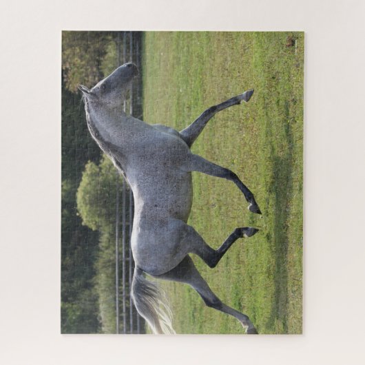 Bob Langrish | Grauer arabischer Hengst mit Backli Puzzle (Vertikal)