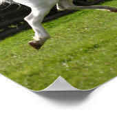 Bob Langrish | Grauer arabischer Hengst Poster (Ecke)