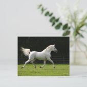 Bob Langrish | Grauer arabischer Hengst Postkarte (Stehend Vorderseite)