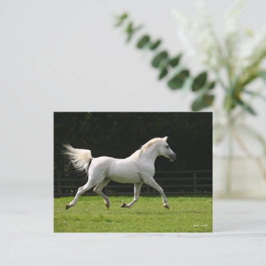 Bob Langrish | Grauer arabischer Hengst Postkarte (Stehend Vorderseite)