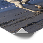 Bob Langrish | Grauer arabischer Hengst Spaziergan Poster (Ecke)