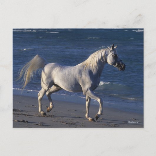 Bob Langrish | Grauer arabischer Hengst Spaziergan Postkarte (Vorderseite)