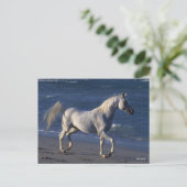 Bob Langrish | Grauer arabischer Hengst Spaziergan Postkarte (Stehend Vorderseite)