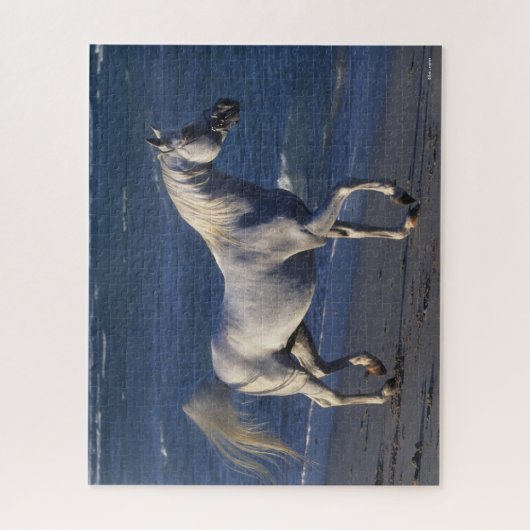 Bob Langrish | Grauer arabischer Hengst Spaziergan Puzzle (Vertikal)