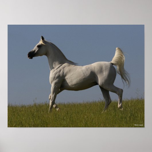 Bob Langrish | Grauer arabischer Hengst vor Ort Poster (Vorne)