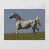 Bob Langrish | Grauer arabischer Hengst vor Ort Postkarte (Vorderseite)