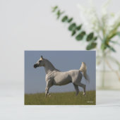 Bob Langrish | Grauer arabischer Hengst vor Ort Postkarte (Stehend Vorderseite)