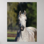 Bob Langrish | Grauer arabischer Kopfschuss Poster (Vorne)