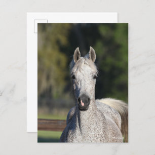 Bob Langrish   Grauer arabischer Kopfschuss Postkarte