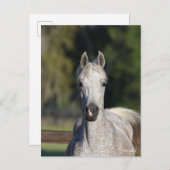 Bob Langrish | Grauer arabischer Kopfschuss Postkarte (Vorne/Hinten)