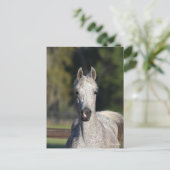 Bob Langrish | Grauer arabischer Kopfschuss Postkarte (Stehend Vorderseite)