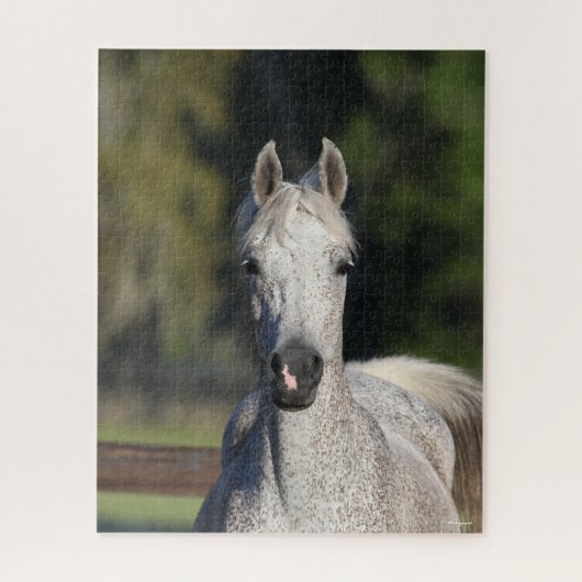 Bob Langrish | Grauer arabischer Kopfschuss Puzzle (Vertikal)