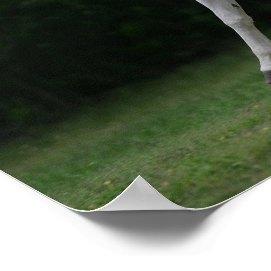 Bob Langrish | Grauer arabischer Running Poster (Ecke)