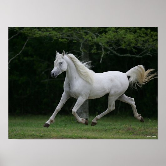 Bob Langrish | Grauer arabischer Running Poster (Vorne)