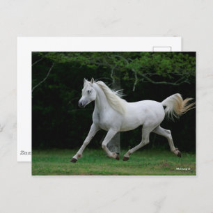 Bob Langrish   Grauer arabischer Running Postkarte