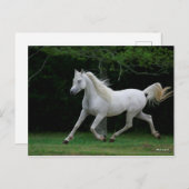 Bob Langrish | Grauer arabischer Running Postkarte (Vorne/Hinten)