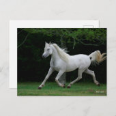 Bob Langrish | Grauer arabischer Running Postkarte (Vorne/Hinten)