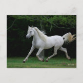 Bob Langrish | Grauer arabischer Running Postkarte (Vorderseite)