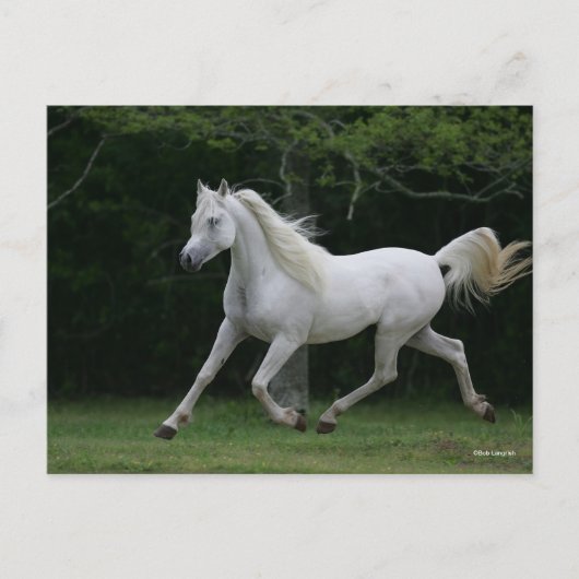 Bob Langrish | Grauer arabischer Running Postkarte (Vorderseite)