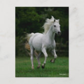 Bob Langrish | Grauer arabischer Running Postkarte (Vorderseite)