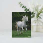 Bob Langrish | Grauer arabischer Running Postkarte (Stehend Vorderseite)