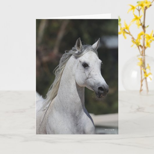 Bob Langrish | Grauer arabischer Stallion-Headshot Karte (Gelbe Blume)