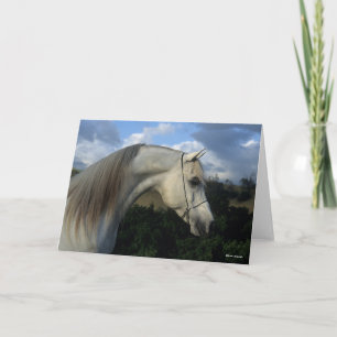 Bob Langrish   Grauer arabischer Stallion-Headshot Karte