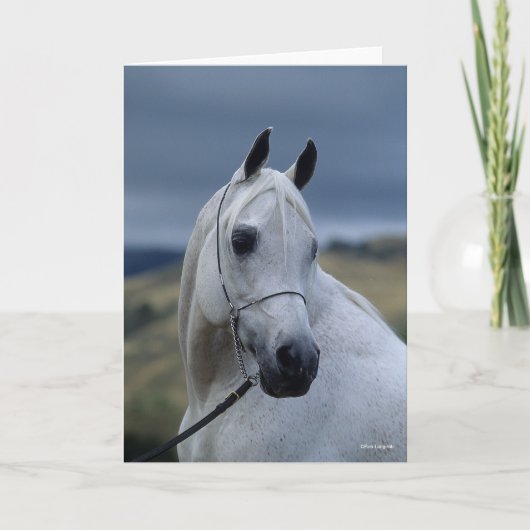 Bob Langrish | Grauer arabischer Stallion-Headshot Karte (Vorderseite)