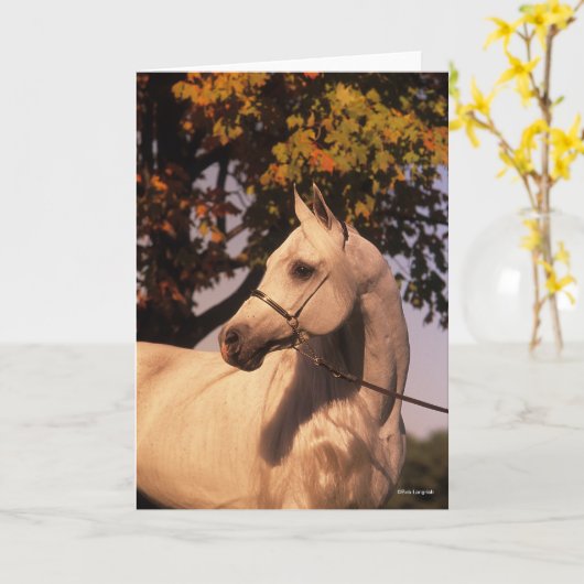 Bob Langrish | Grauer arabischer Stallion Headshot Karte (Gelbe Blume)