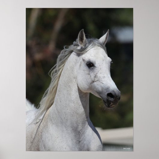 Bob Langrish | Grauer arabischer Stallion-Headshot Poster (Vorne)