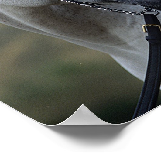 Bob Langrish | Grauer arabischer Stallion-Headshot Poster (Ecke)