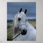 Bob Langrish | Grauer arabischer Stallion-Headshot Poster (Vorne)