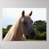 Bob Langrish | Grauer arabischer Stallion Headshot Poster (Vorne)