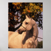 Bob Langrish | Grauer arabischer Stallion Headshot Poster (Vorne)