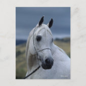 Bob Langrish | Grauer arabischer Stallion-Headshot Postkarte (Vorderseite)