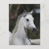 Bob Langrish | Grauer arabischer Stallion-Headshot Postkarte (Vorderseite)