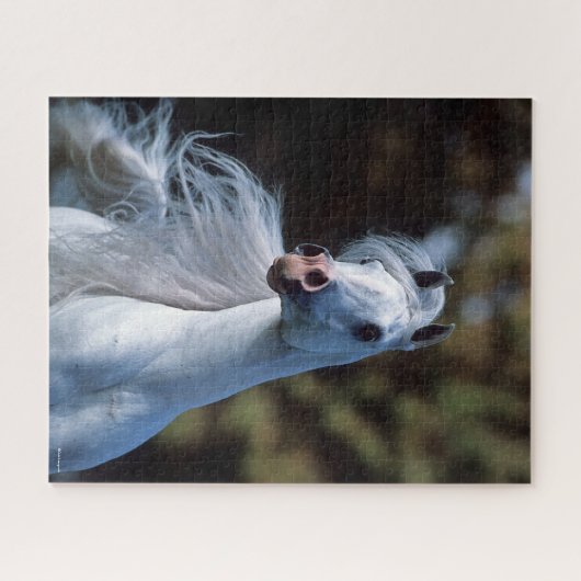 Bob Langrish | Grauer arabischer Stallion-Headshot Puzzle (Horizontal)