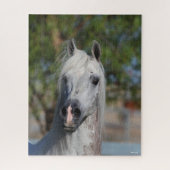 Bob Langrish | Grauer arabischer Stallion-Headshot Puzzle (Vertikal)