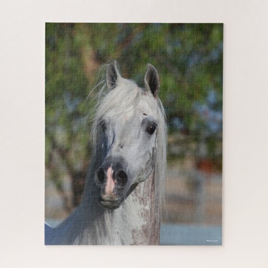 Bob Langrish | Grauer arabischer Stallion-Headshot Puzzle (Vertikal)