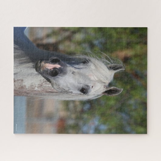 Bob Langrish | Grauer arabischer Stallion-Headshot Puzzle (Horizontal)