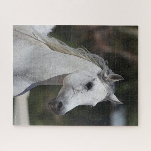 Bob Langrish | Grauer arabischer Stallion-Headshot Puzzle (Horizontal)