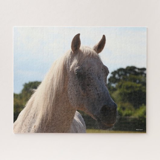 Bob Langrish | Grauer arabischer Stallion Headshot Puzzle (Horizontal)