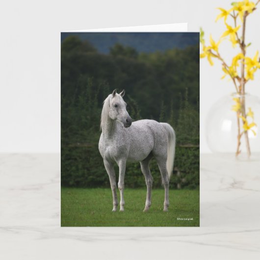 Bob Langrish | Grauer Arabischer Stallion Stehend Karte (Gelbe Blume)