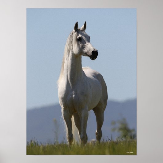 Bob Langrish | Grauer Arabischer Stallion Stehend Poster (Vorne)