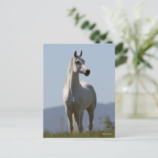 Bob Langrish | Grauer Arabischer Stallion Stehend Postkarte (Stehend Vorderseite)