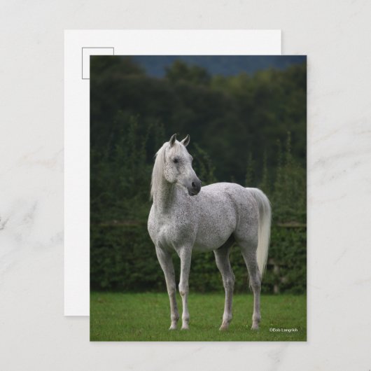 Bob Langrish | Grauer Arabischer Stallion Stehend Postkarte (Vorne/Hinten)