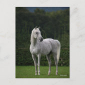 Bob Langrish | Grauer Arabischer Stallion Stehend Postkarte (Vorderseite)